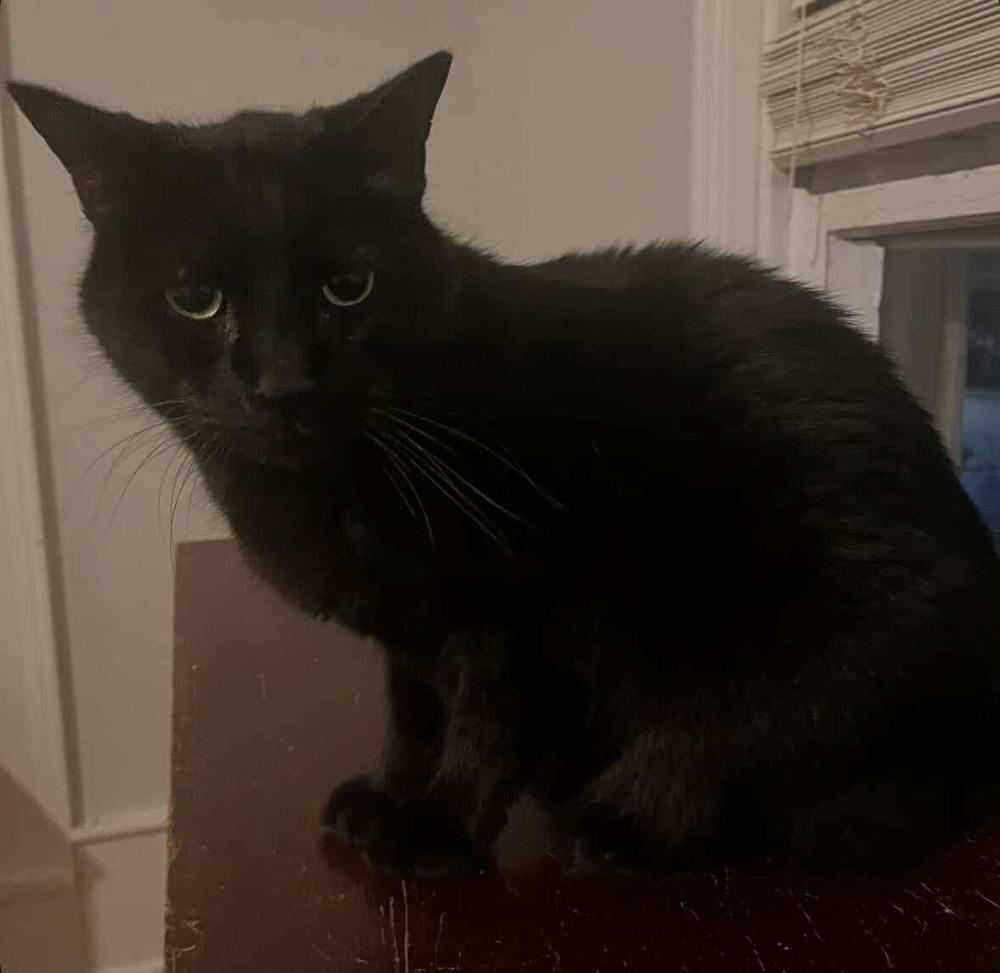 Charlie, a Adoptable Domestic Short Hair in Raleigh, NC image 3/6