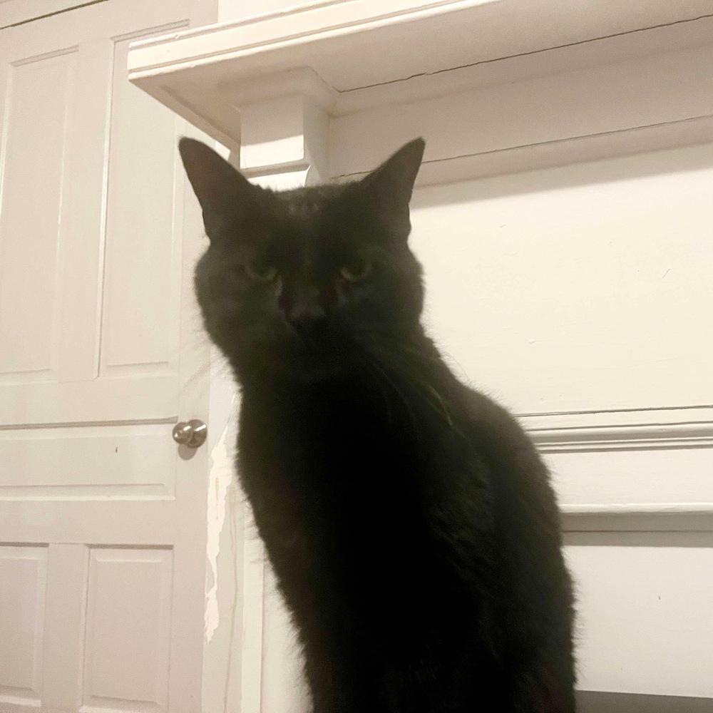 Charlie, a Adoptable Domestic Short Hair in Raleigh, NC image 4/6