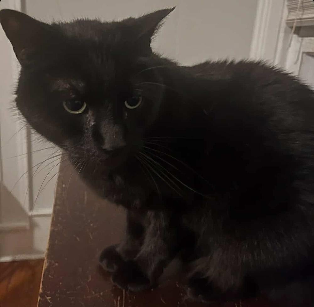 Charlie, a Adoptable Domestic Short Hair in Raleigh, NC image 5/6