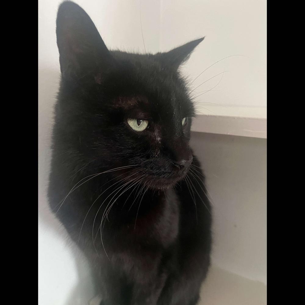 Charlie, a Adoptable Domestic Short Hair in Raleigh, NC image 6/6