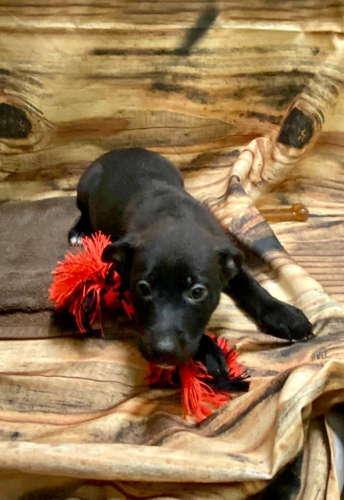 Enlarge Jolene, a Adoptable Mixed Breed in Minot, ND image 1/1