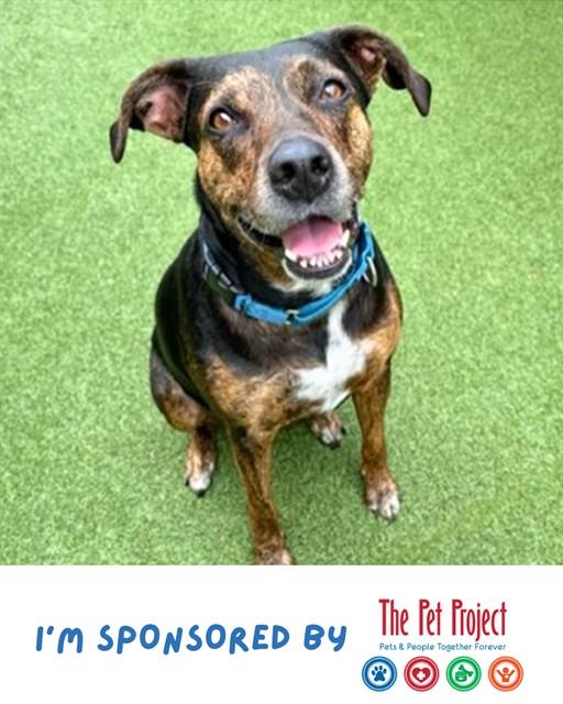 CIARA, Adoptable, Adult Female German Shorthaired Pointer & Mixed Breed.
