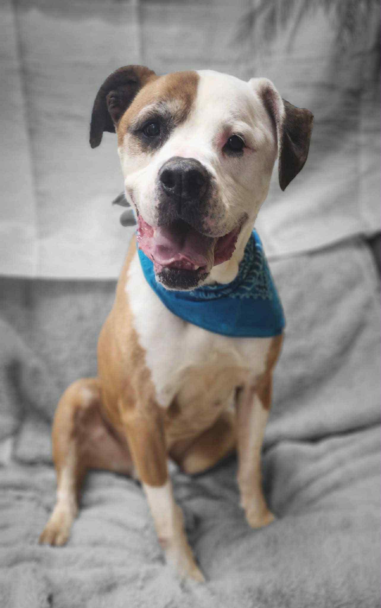 Deuce, Adult Male Boxer