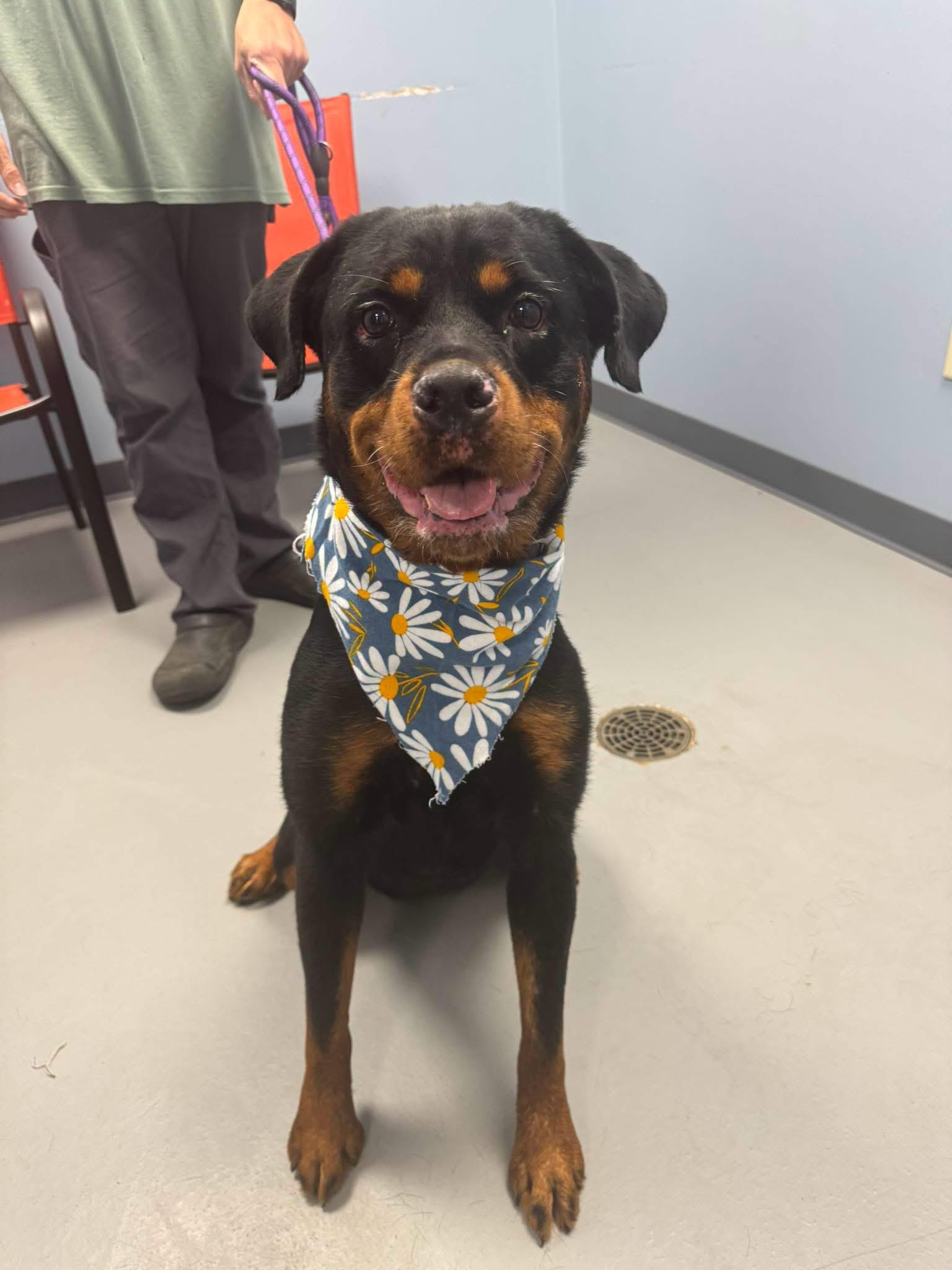 Enlarge Letty, a ADOPTABLE Rottweiler in Zanesville, OH image 1/1