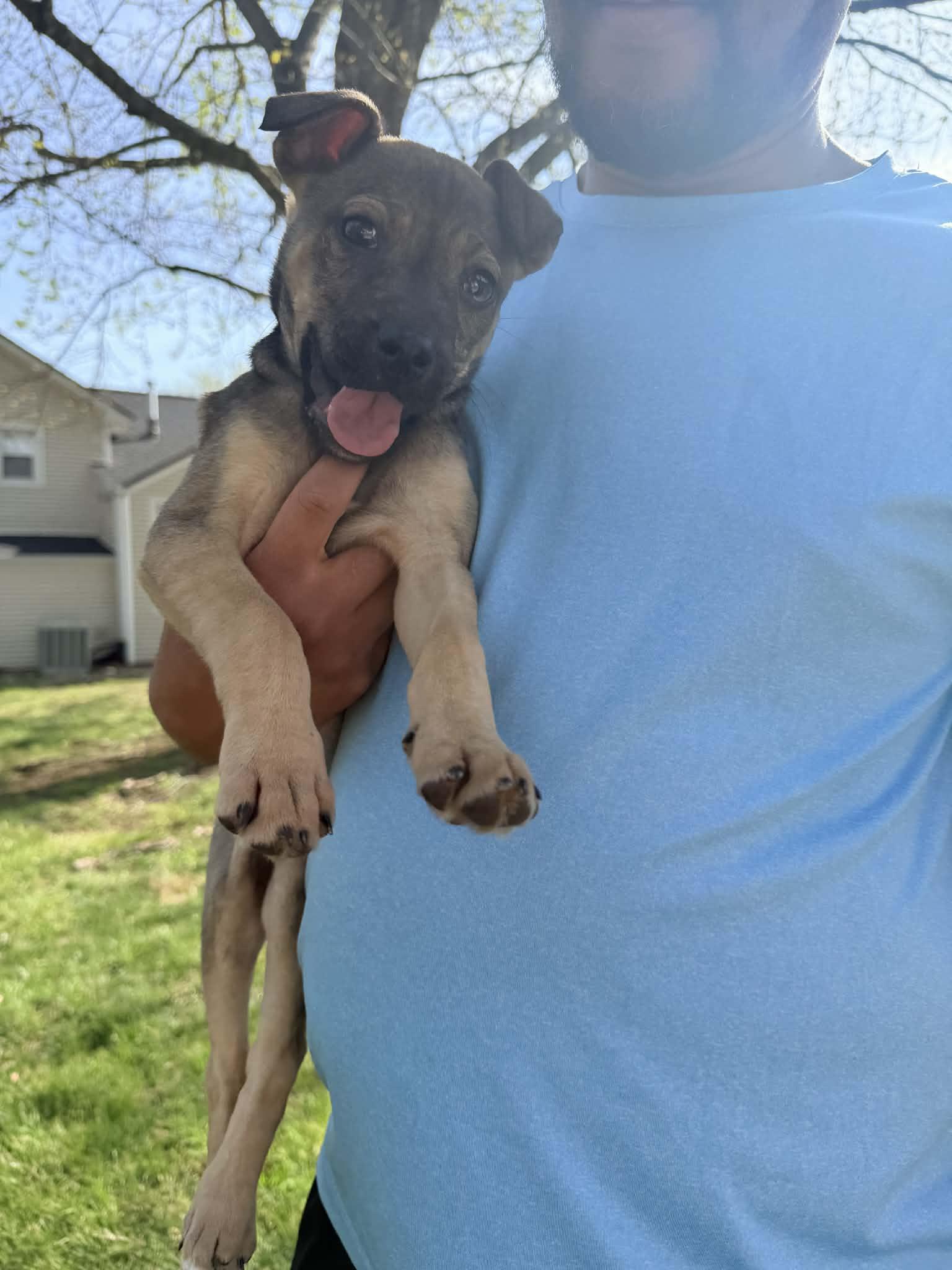 Enlarge Lilac, a ADOPTABLE mixed breed in Columbia, MO image 4/5