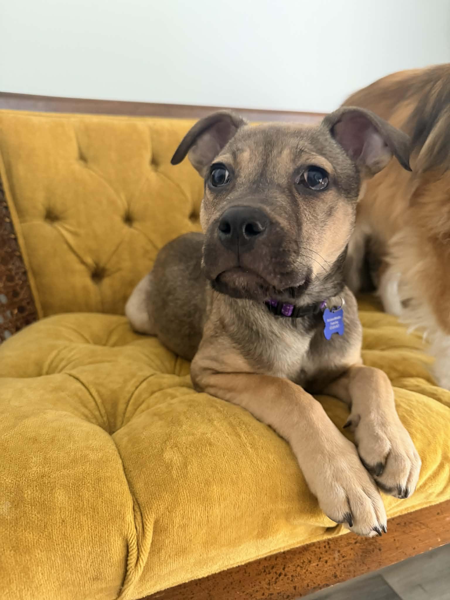 Enlarge Lilac, a ADOPTABLE mixed breed in Columbia, MO image 5/5