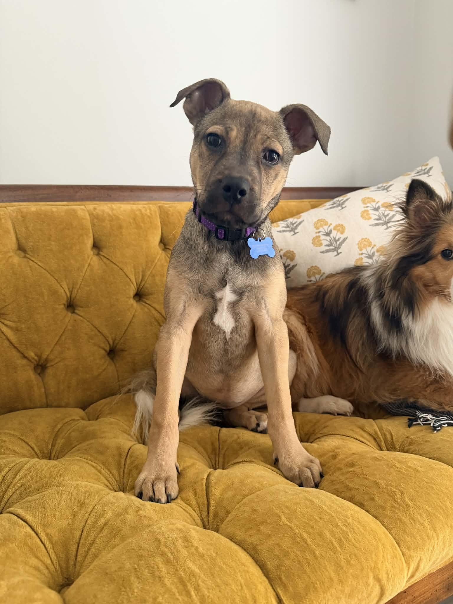 Enlarge Lilac, a ADOPTABLE mixed breed in Columbia, MO image 1/5