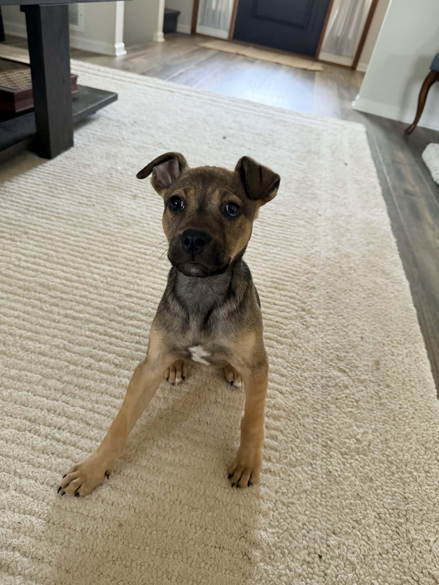 Enlarge Lilac, a ADOPTABLE mixed breed in Columbia, MO image 2/5