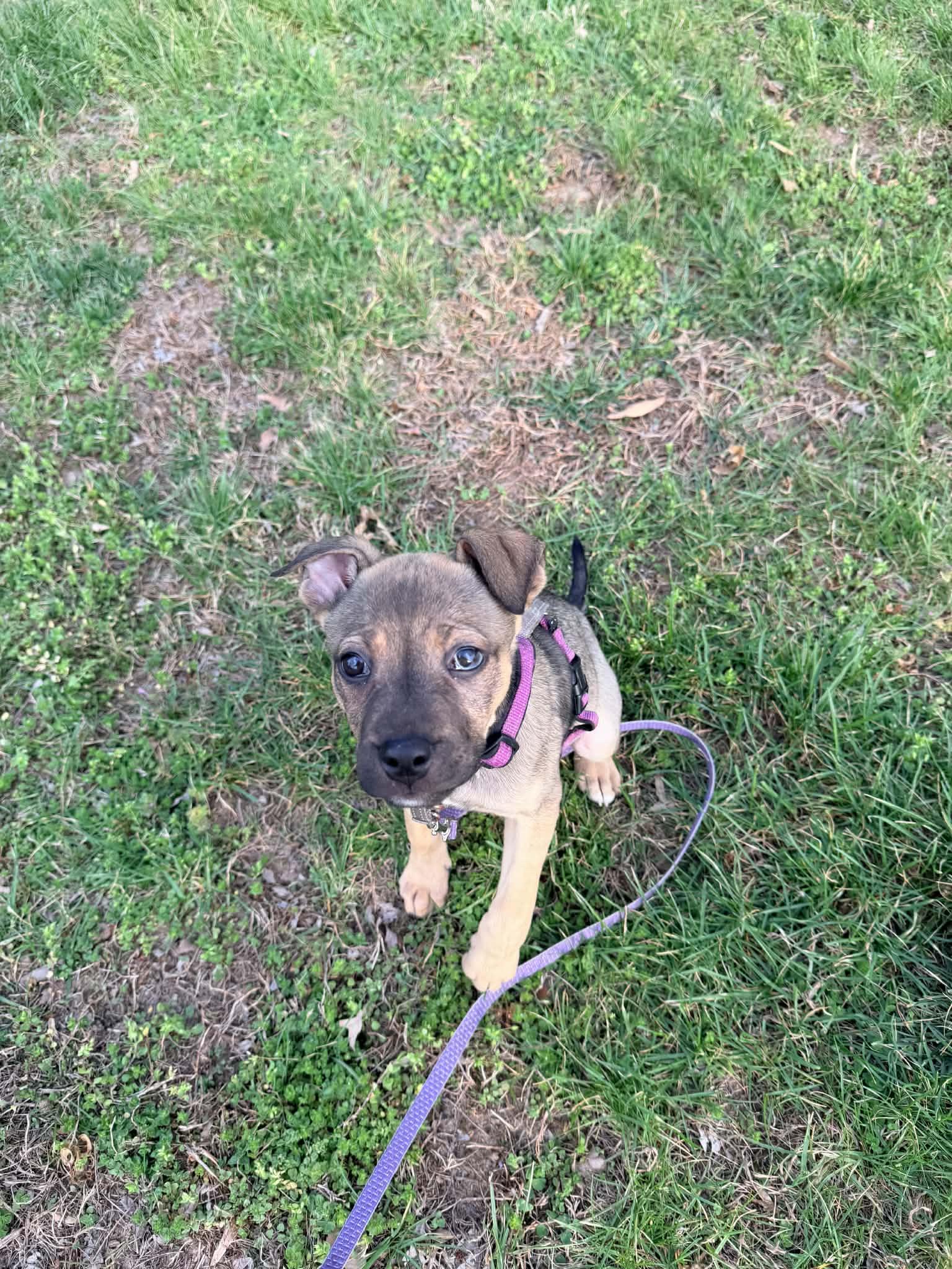 Enlarge Lilac, a ADOPTABLE mixed breed in Columbia, MO image 3/5