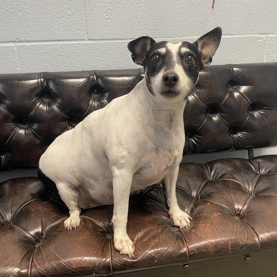 Jellie, Adoptable, Senior Female Terrier.