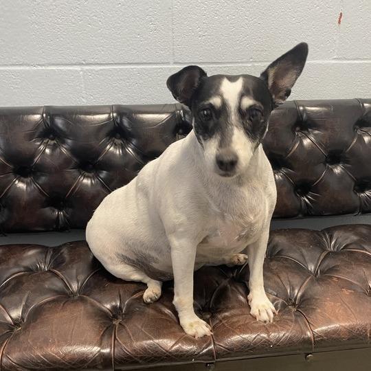 Enlarge Jellie, a Adoptable Terrier in Carencro, LA image 2/2