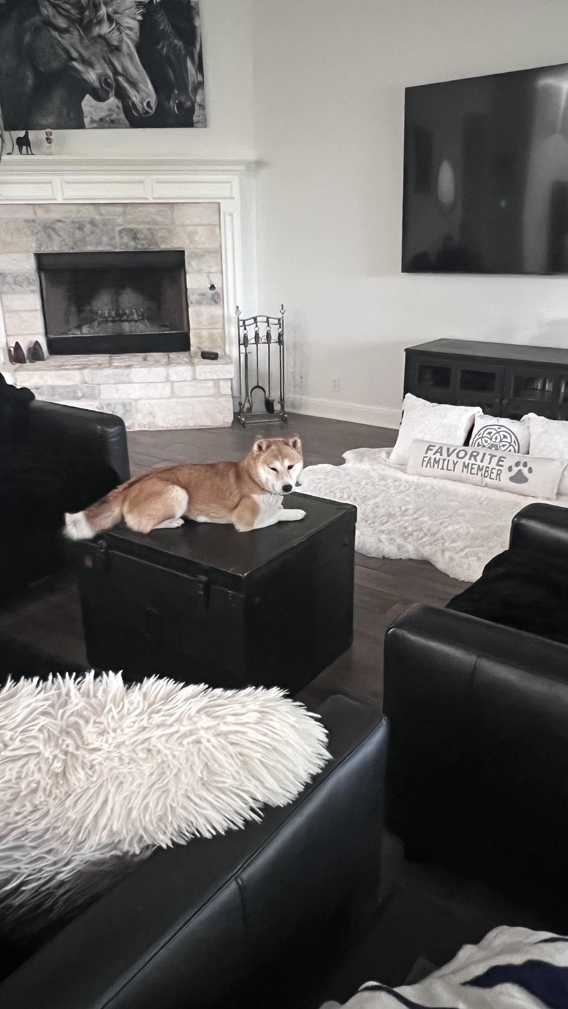 Matcha, adopted, Adult Female Shiba Inu.