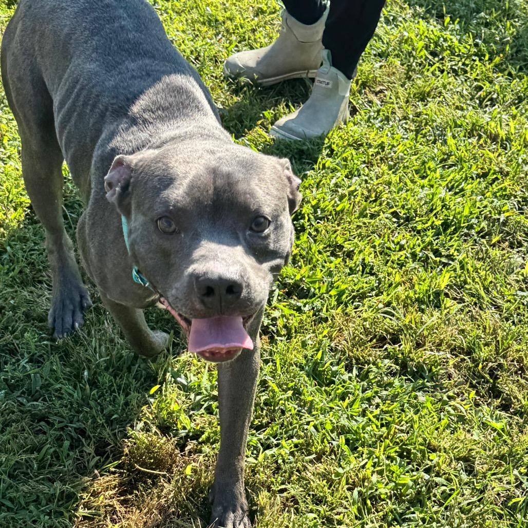 Enlarge Apollo, a Adoptable Pit Bull Terrier in Ridgely, MD image 1/6