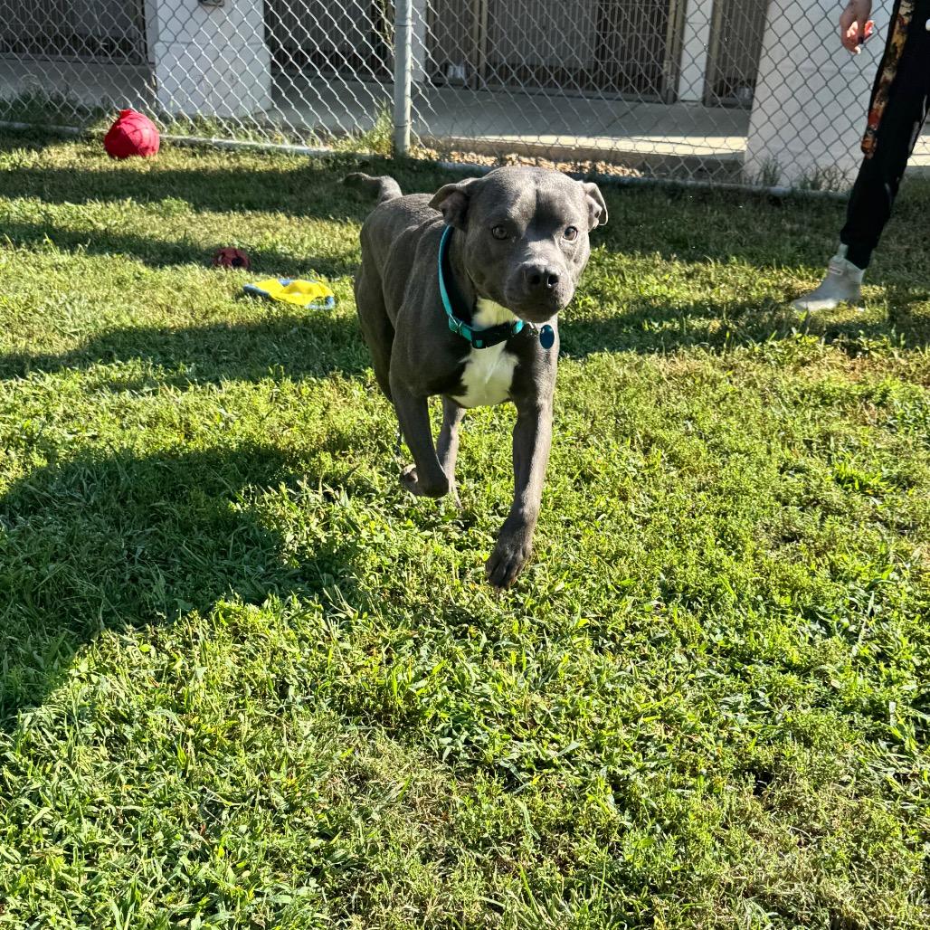 Enlarge Apollo, a Adoptable Pit Bull Terrier in Ridgely, MD image 2/6