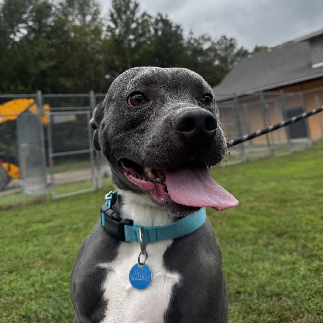 Enlarge Apollo, a Adoptable Pit Bull Terrier in Ridgely, MD image 3/6