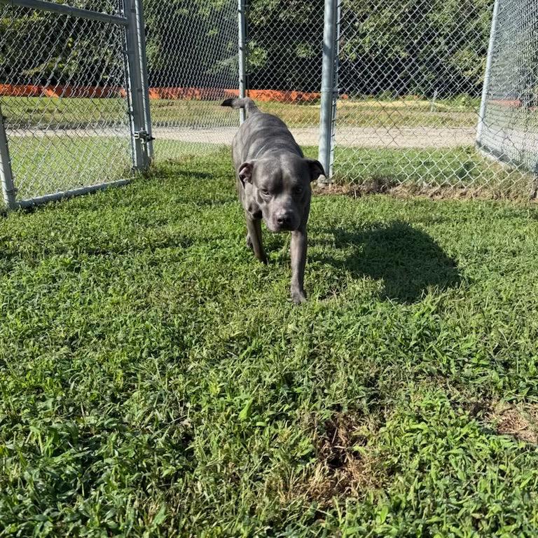 Enlarge Apollo, a Adoptable Pit Bull Terrier in Ridgely, MD image 5/6