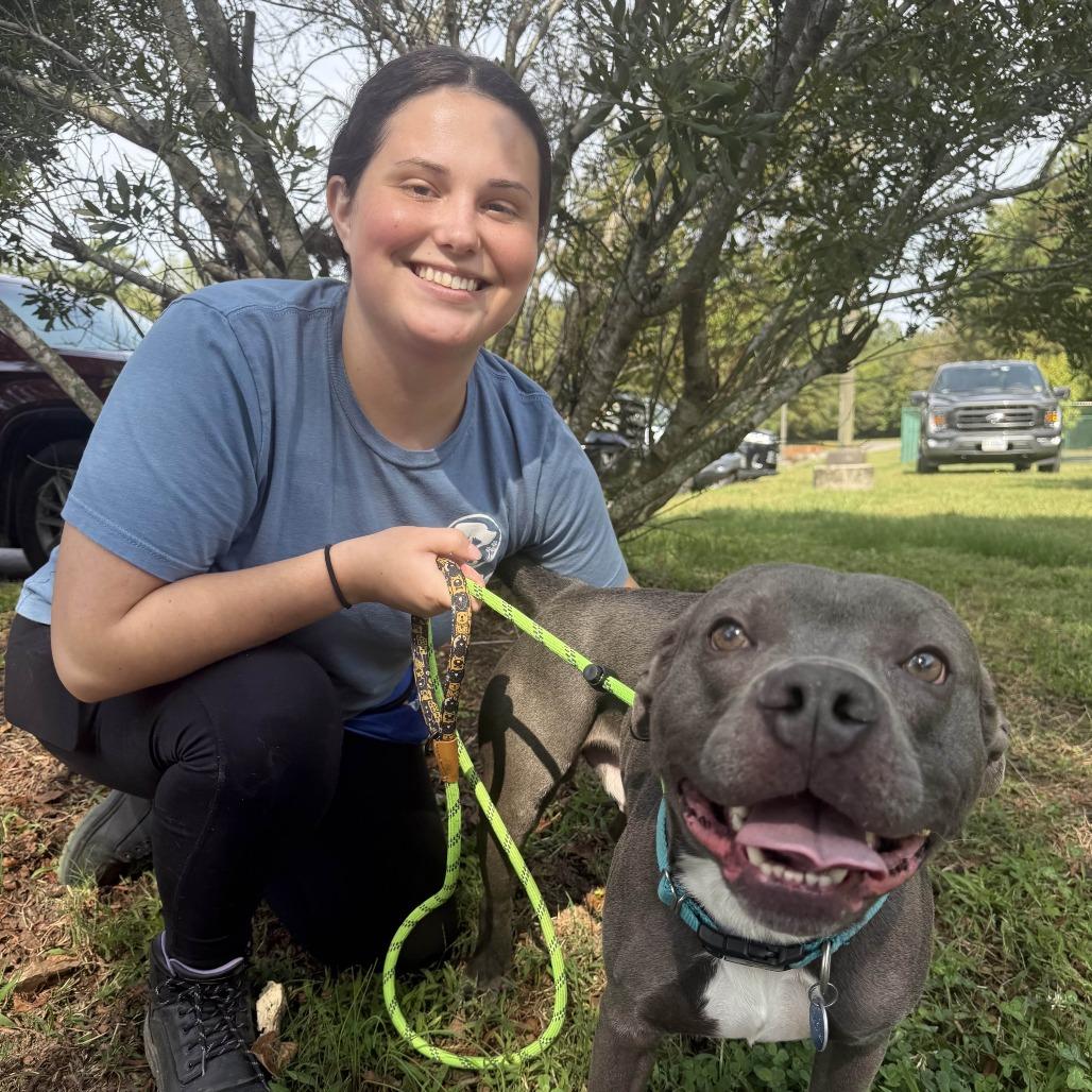 Enlarge Apollo, a Adoptable Pit Bull Terrier in Ridgely, MD image 6/6