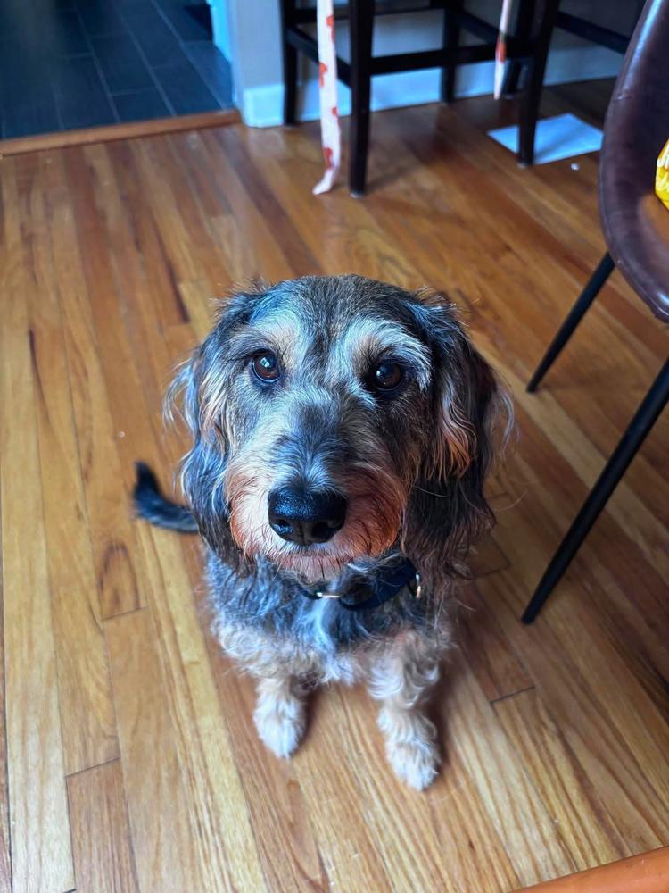 Girl Scout, Adoptable, Adult Female Mixed Breed.