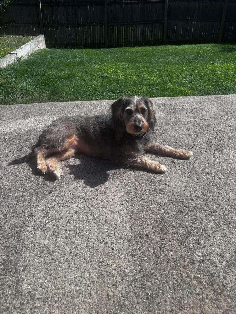 Enlarge Girl Scout, a Adoptable Mixed Breed in Wayne, NJ image 2/2