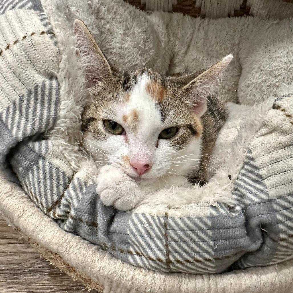 Enlarge Piglet, a Adoptable Domestic Short Hair in Leechburg, PA image 3/4