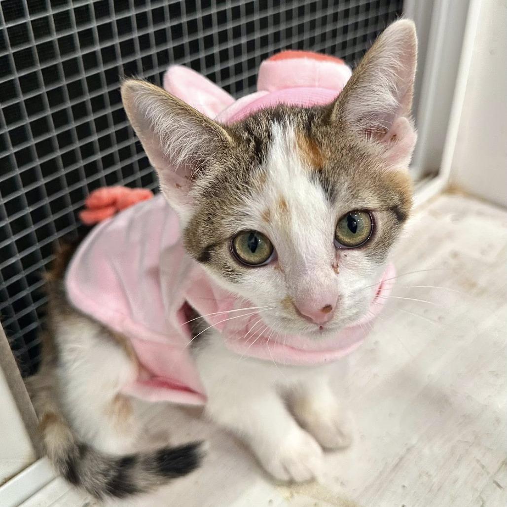 Enlarge Piglet, a Adoptable Domestic Short Hair in Leechburg, PA image 4/4