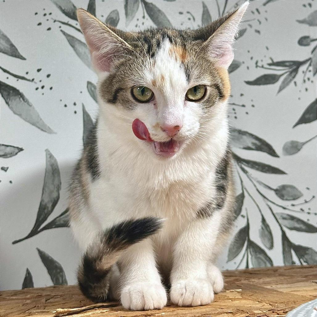 Enlarge Piglet, a Adoptable Domestic Short Hair in Leechburg, PA image 1/4