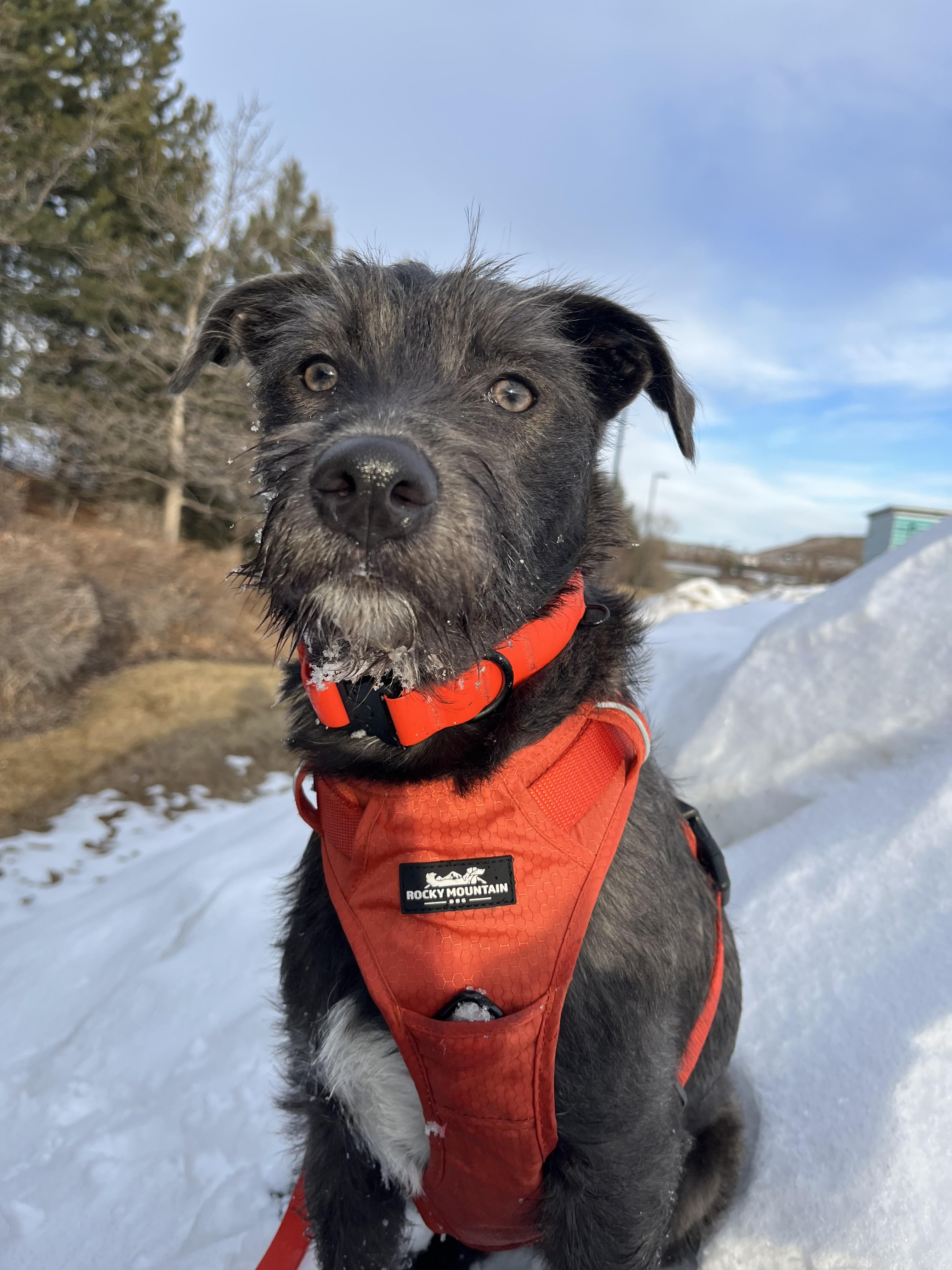 Enlarge Bob, a ADOPTABLE mixed breed in Calgary, AB image 5/5