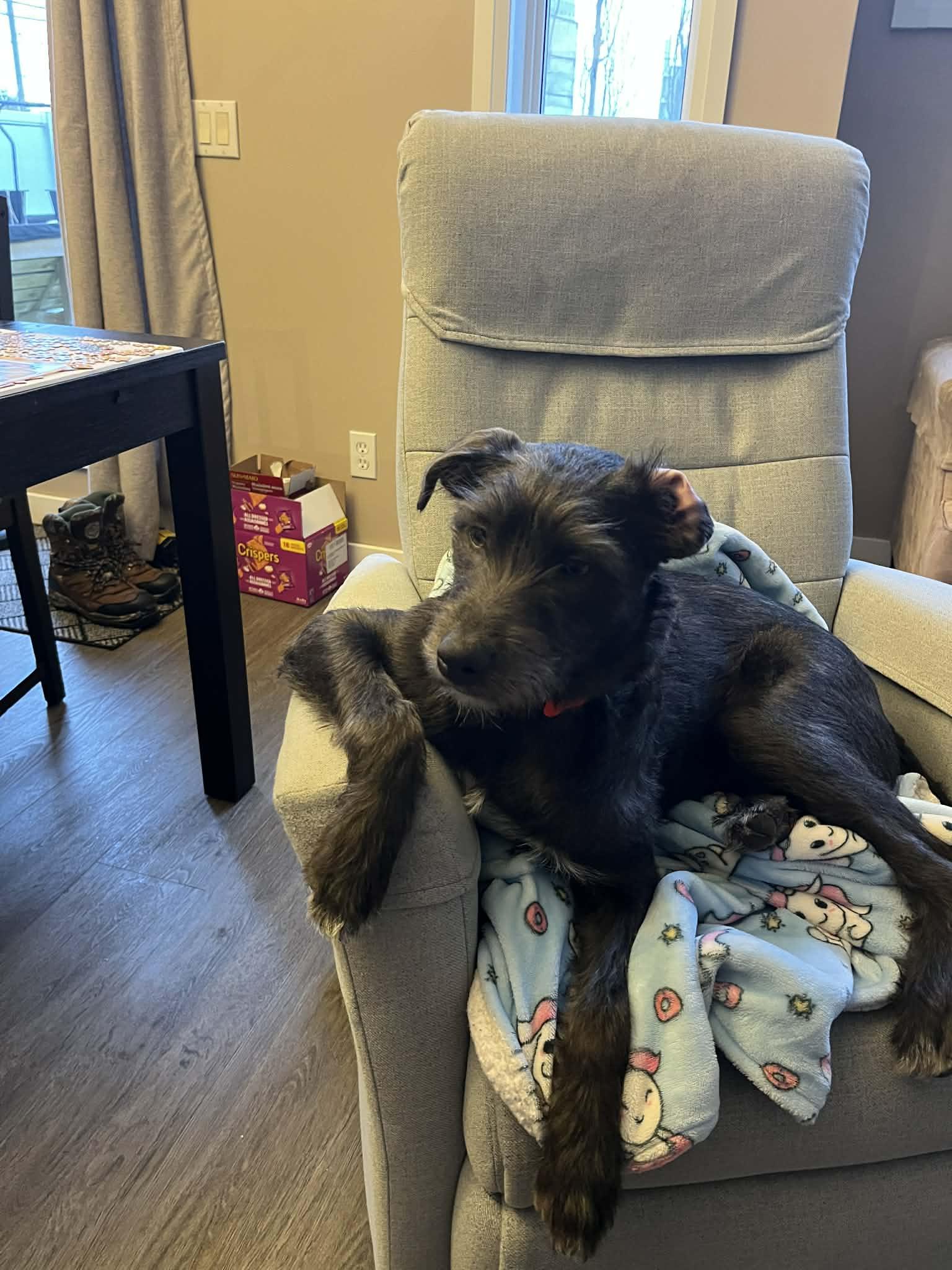 Enlarge Bob, a ADOPTABLE mixed breed in Calgary, AB image 3/5