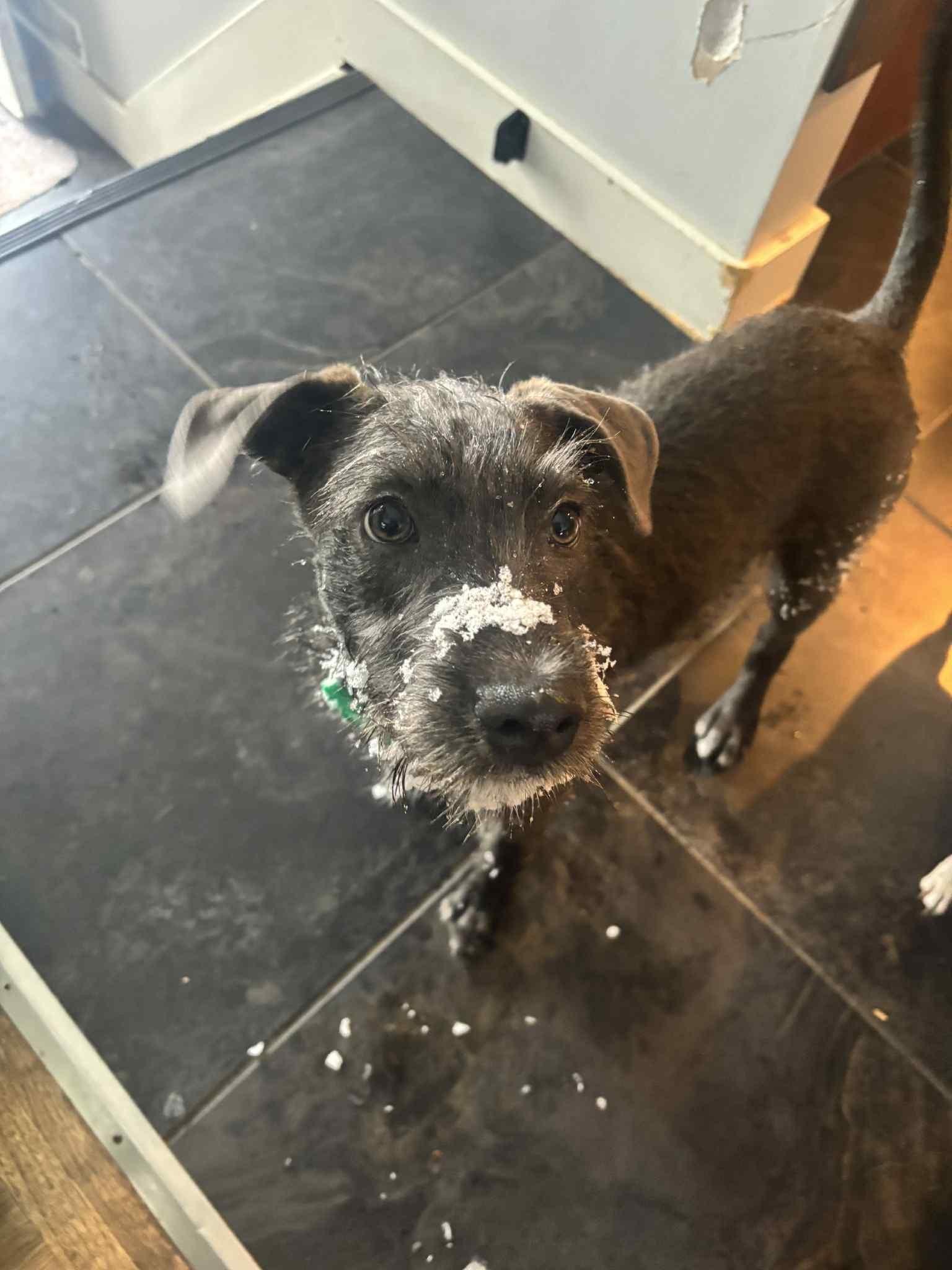 Enlarge Bob, a ADOPTABLE mixed breed in Calgary, AB image 4/5