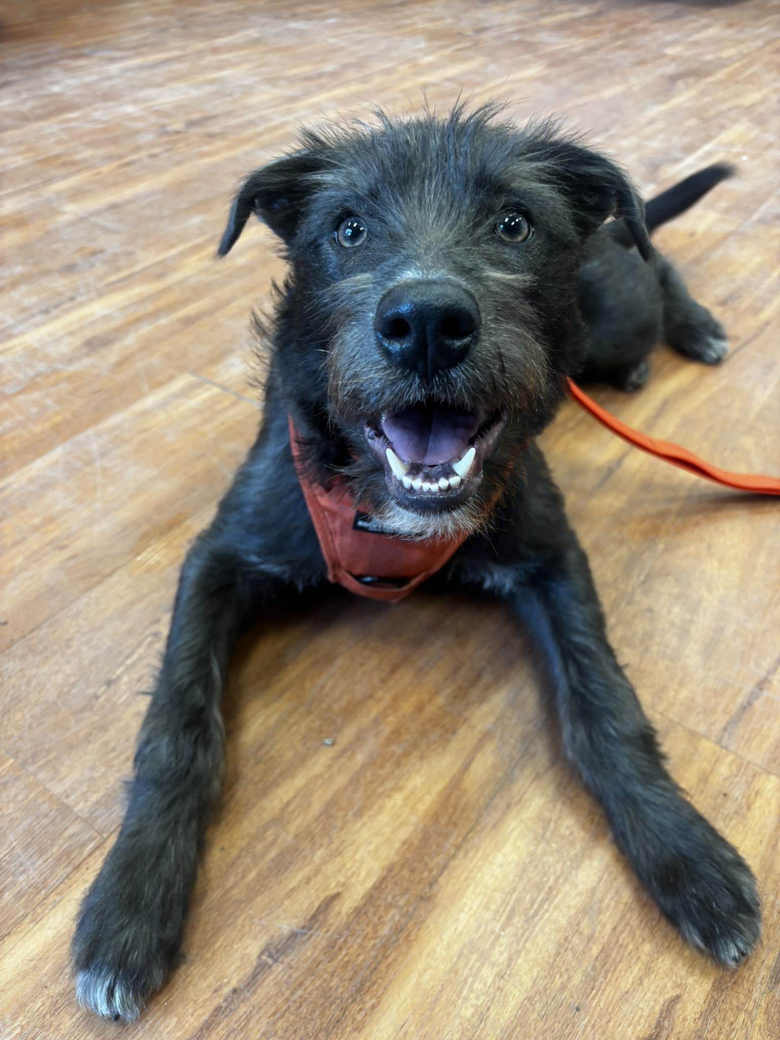Bob, ADOPTABLE, Puppy Male Terrier.