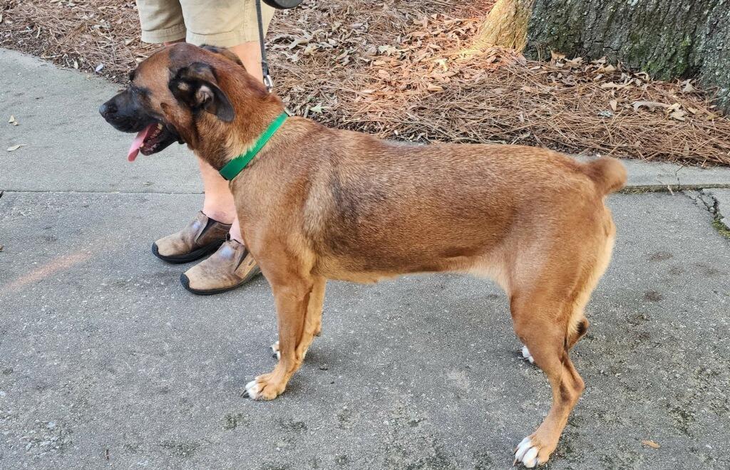 Gloria, a Adoptable mixed breed in Hartsville, SC image 1/2