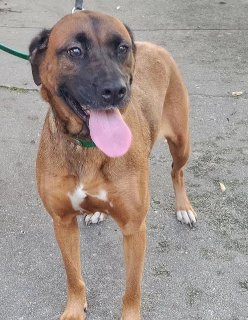 Enlarge Gloria, a Adoptable mixed breed in Hartsville, SC image 1/1