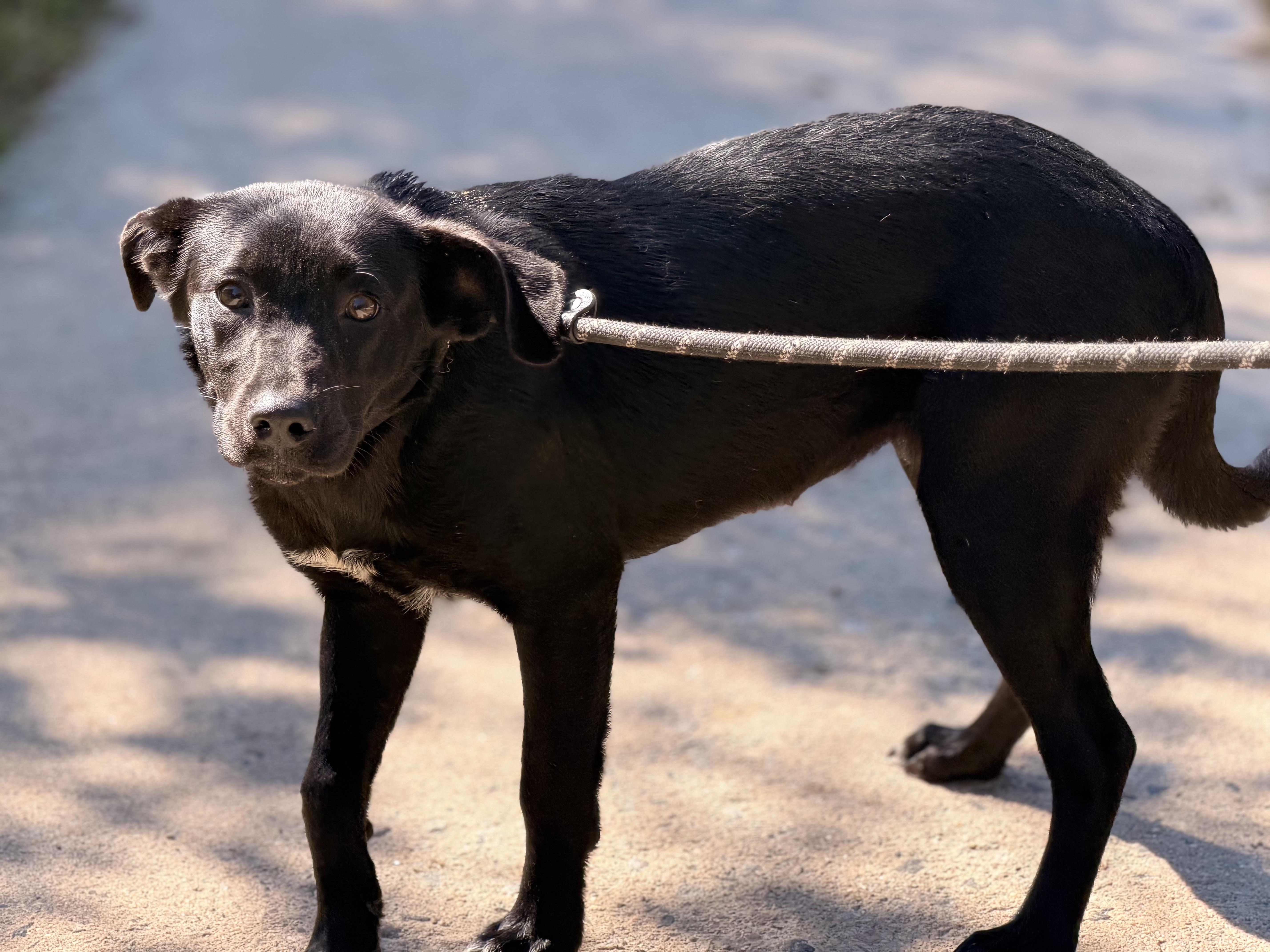 Enlarge Palmer, a Adopted mixed breed in Richmond, VA image 4/6