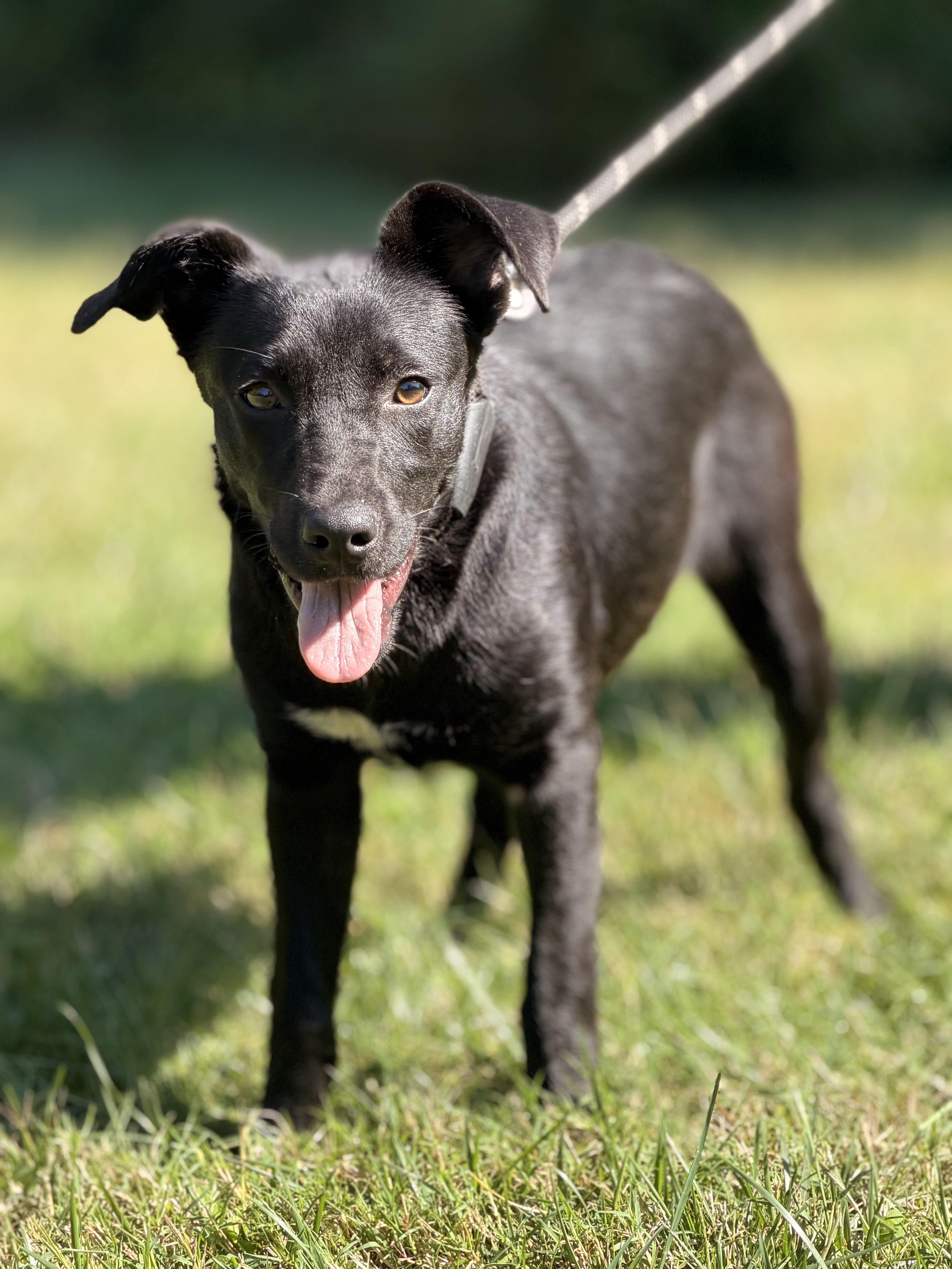 Enlarge Palmer, a Adopted mixed breed in Richmond, VA image 1/6