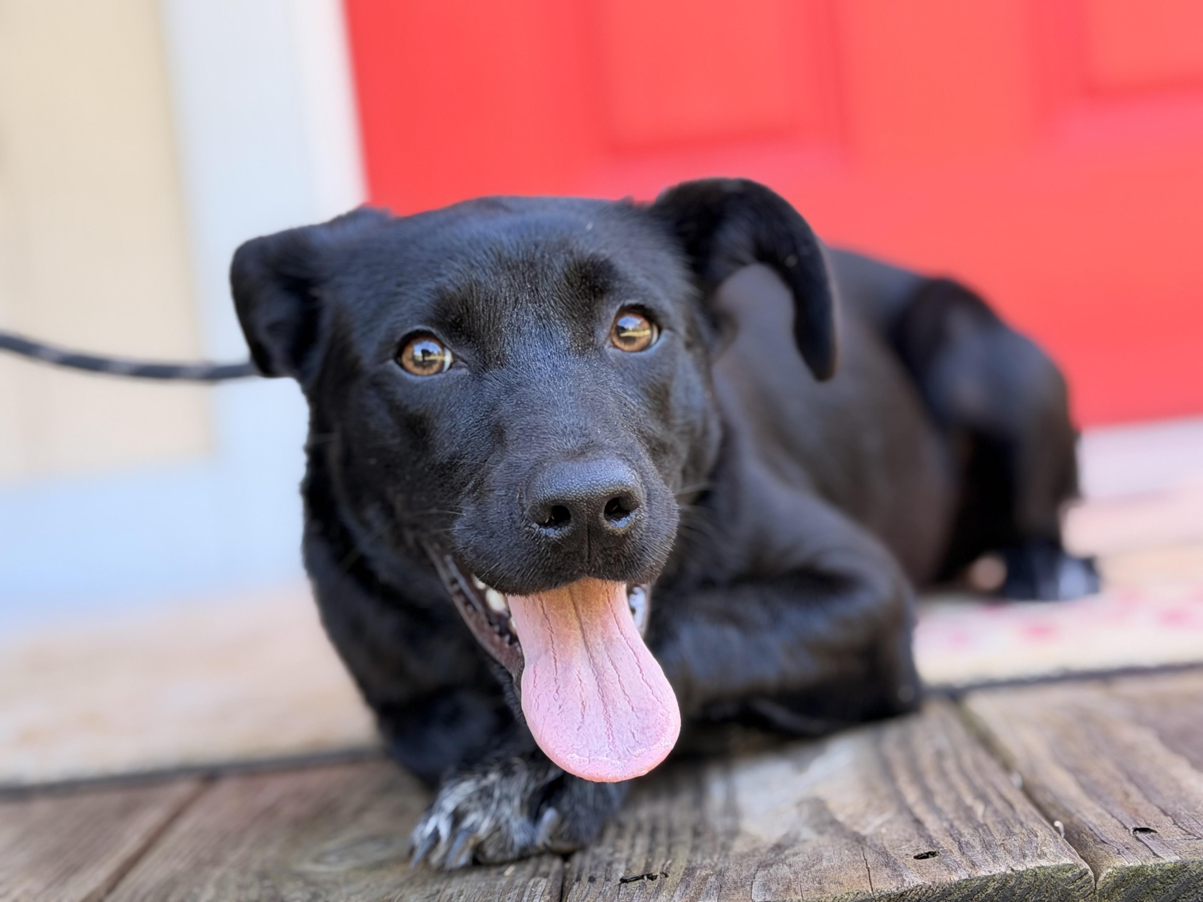 Enlarge Palmer, a Adopted mixed breed in Richmond, VA image 6/6