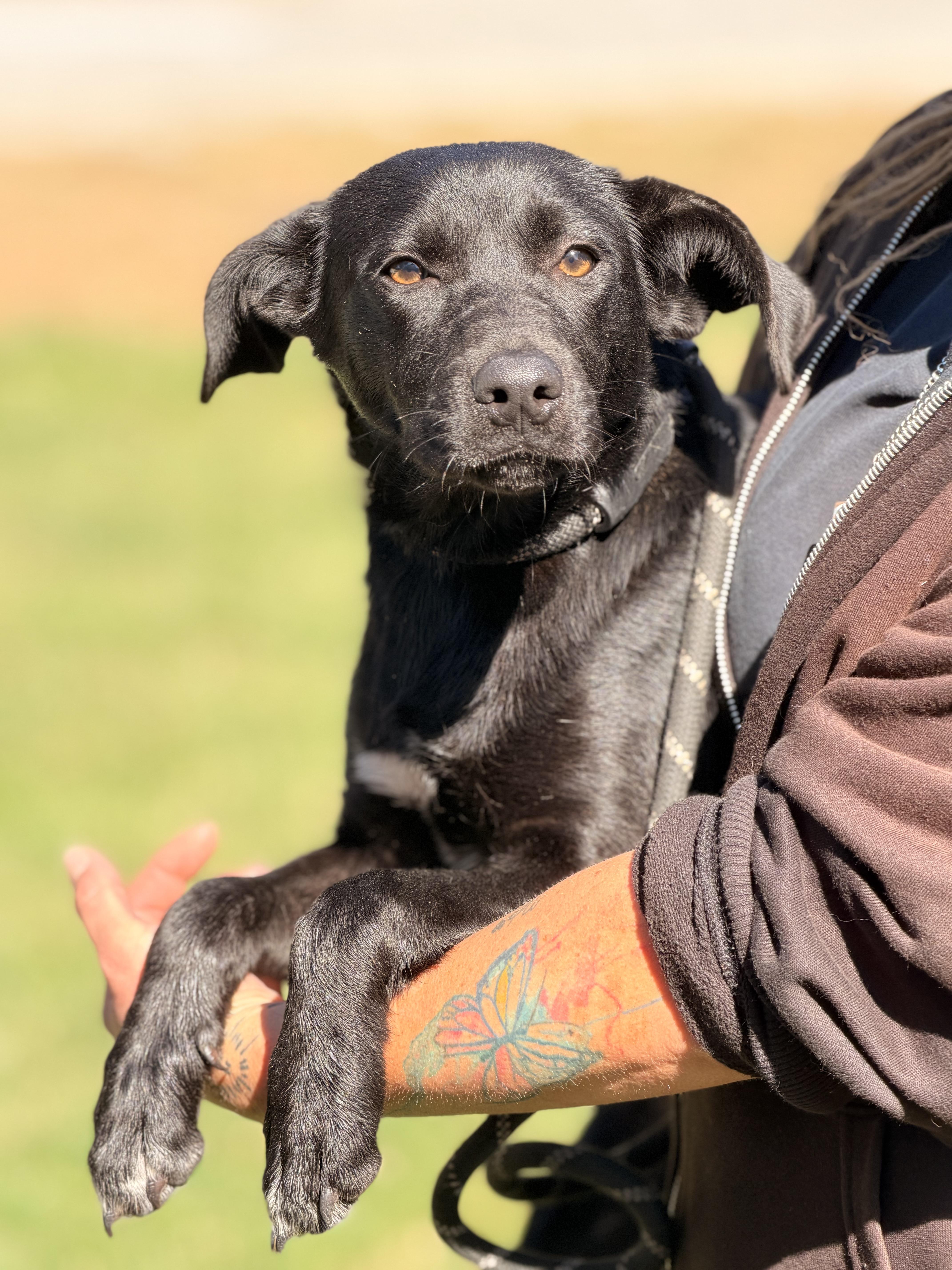 Enlarge Palmer, a Adopted mixed breed in Richmond, VA image 2/6