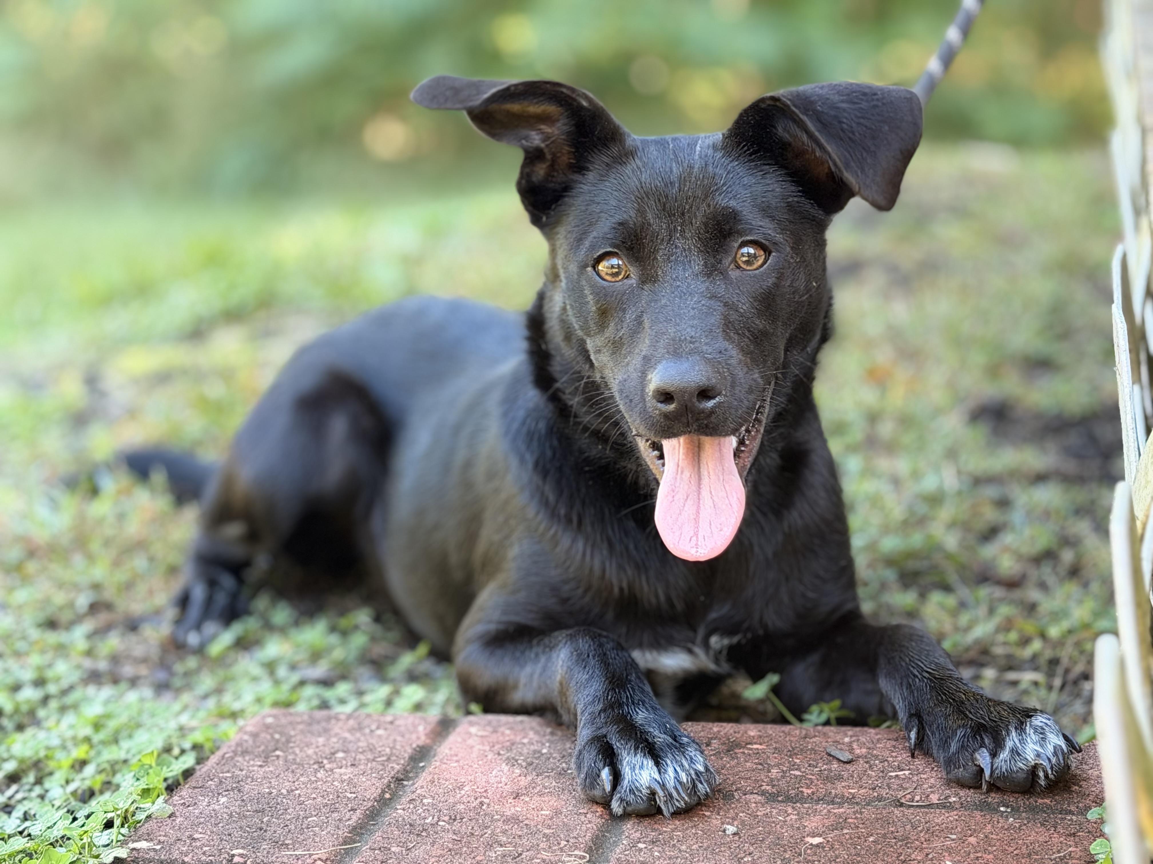Enlarge Palmer, a Adopted mixed breed in Richmond, VA image 3/6