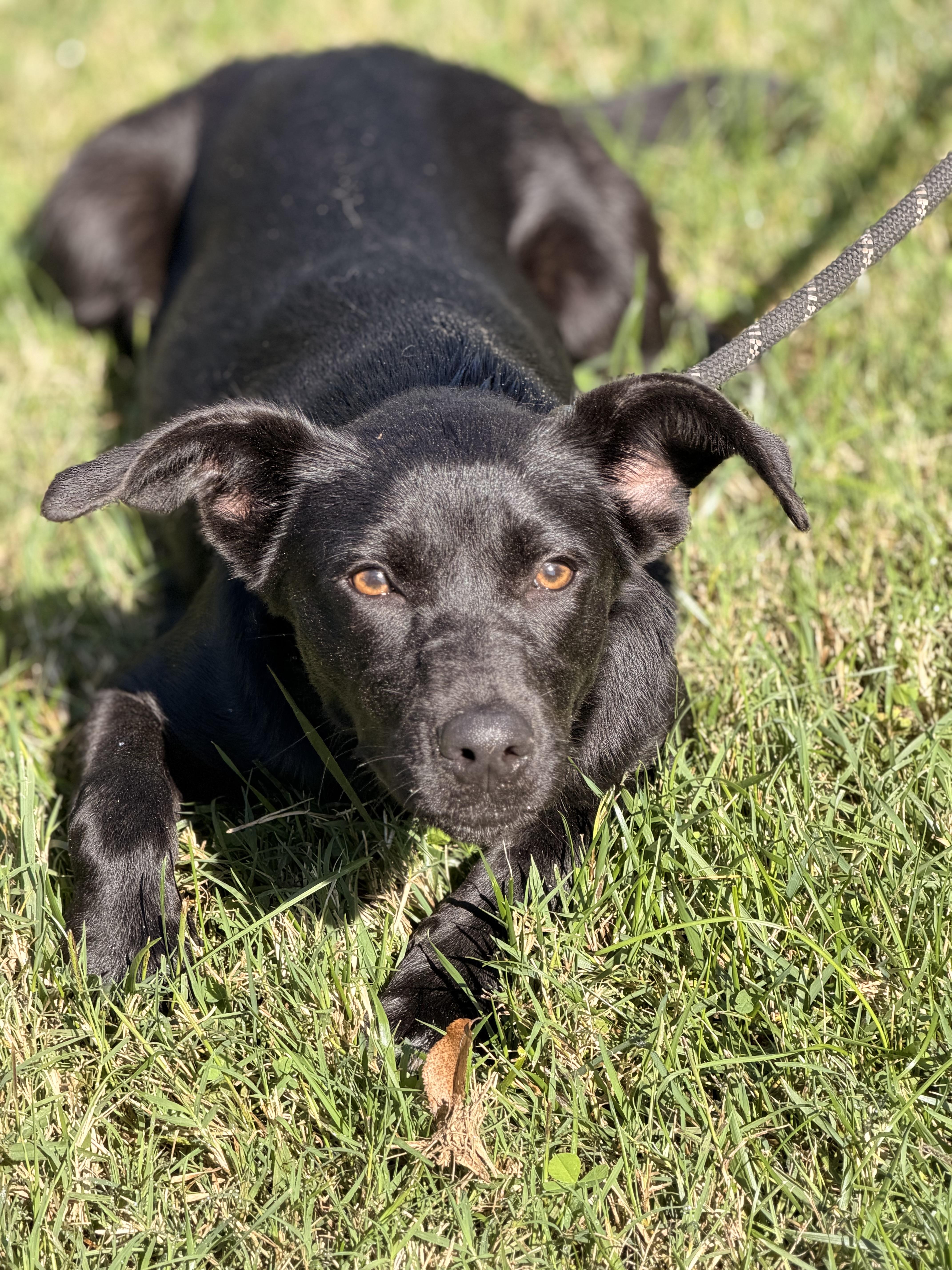 Enlarge Palmer, a Adopted mixed breed in Richmond, VA image 5/6