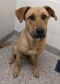Enlarge Titus, a Adopted mixed breed in Springdale, AR image 1/1