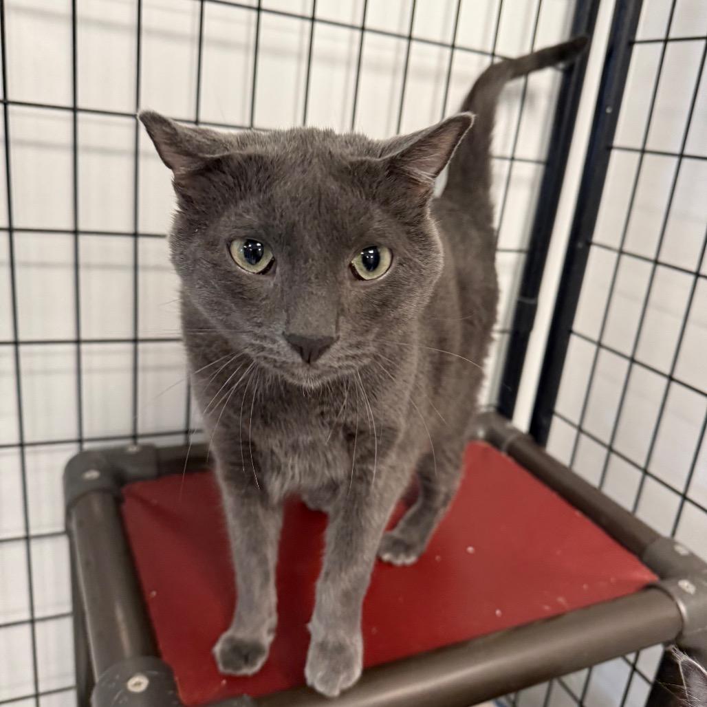 Ali, Adoptable, Adult Male Domestic Short Hair.