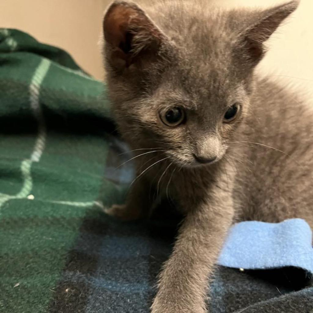 Enlarge Ali, a Adoptable Domestic Short Hair in Carroll, IA image 2/6