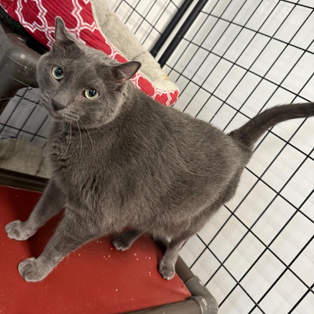 Enlarge Ali, a Adoptable Domestic Short Hair in Carroll, IA image 3/6