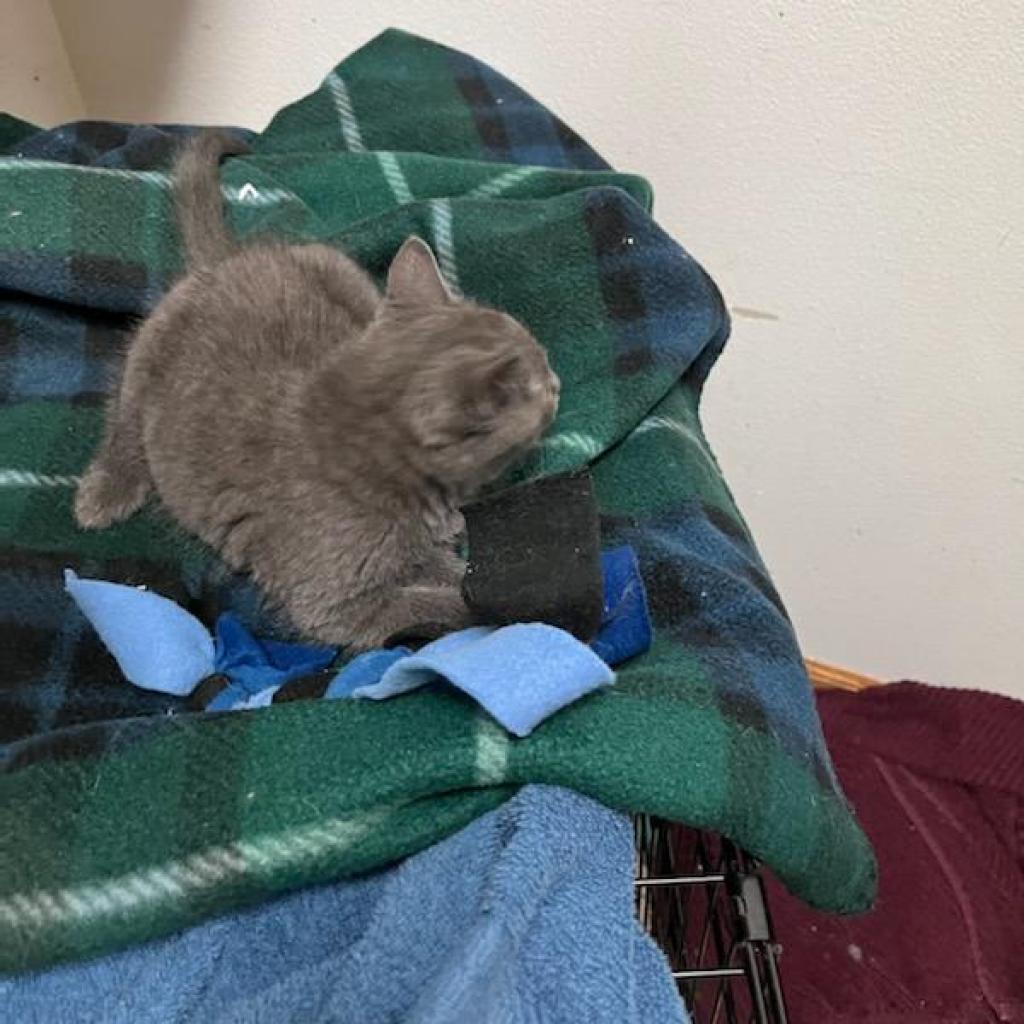 Enlarge Ali, a Adoptable Domestic Short Hair in Carroll, IA image 4/6