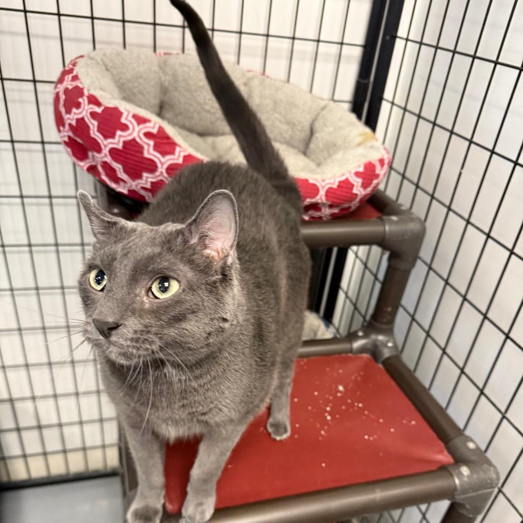 Enlarge Ali, a Adoptable Domestic Short Hair in Carroll, IA image 5/6