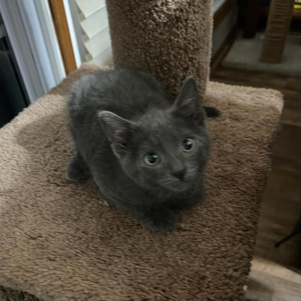 Enlarge Ali, a Adoptable Domestic Short Hair in Carroll, IA image 6/6