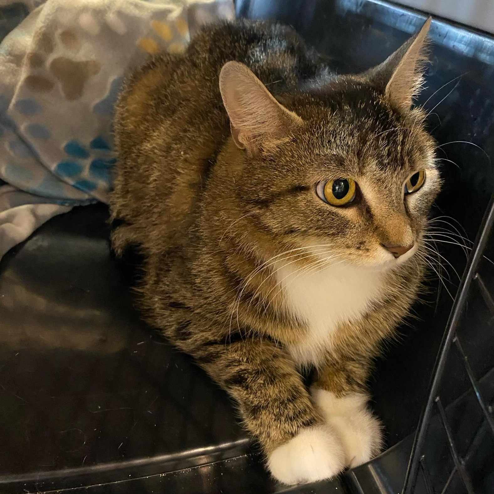 Stevie, an adoptable Domestic Short Hair in Menasha, WI, 54952 | Photo Image 3