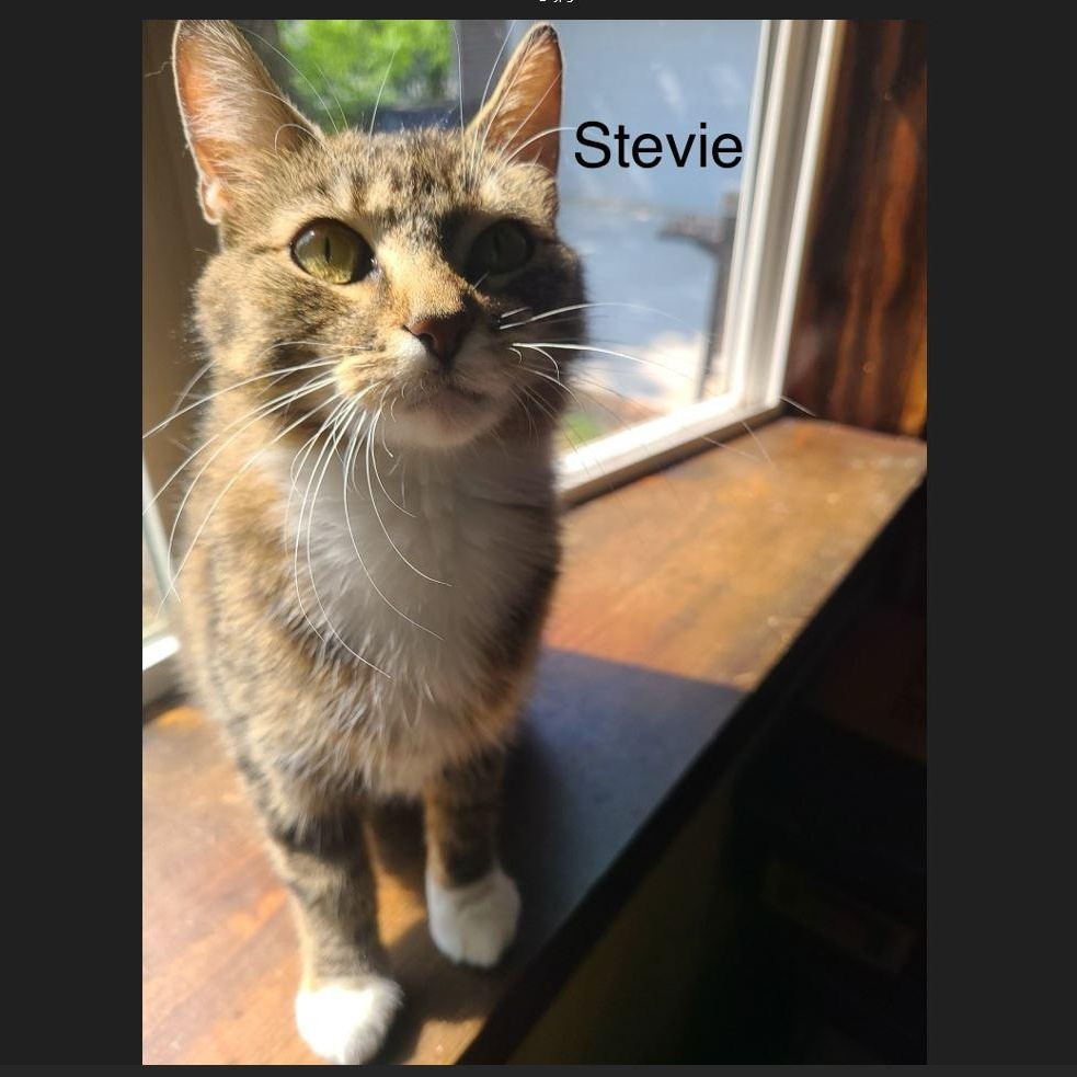 Stevie, Adult Female Domestic Short Hair