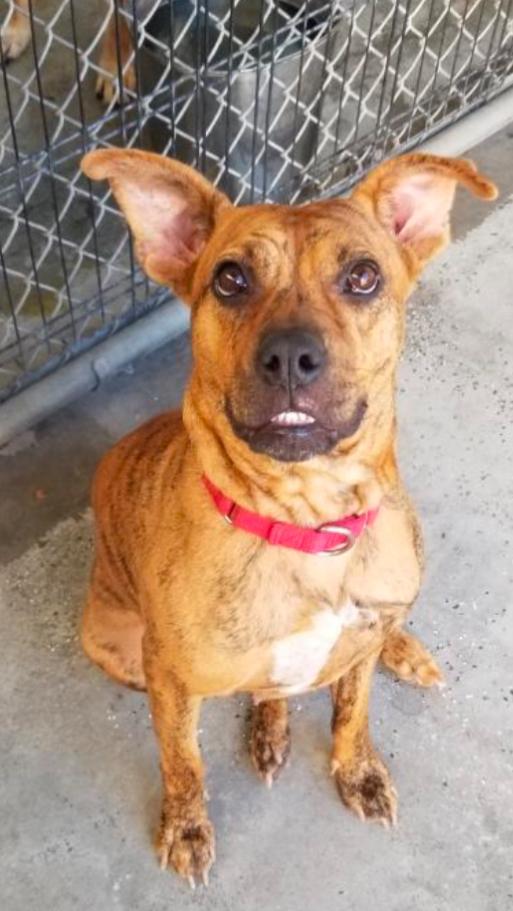 Enlarge Avia~ dainty cuddle bug, a Adoptable mixed breed in Wilsonville, OR image 1/4