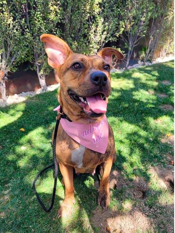 Enlarge Avia~ dainty cuddle bug, a Adoptable mixed breed in Wilsonville, OR image 2/4