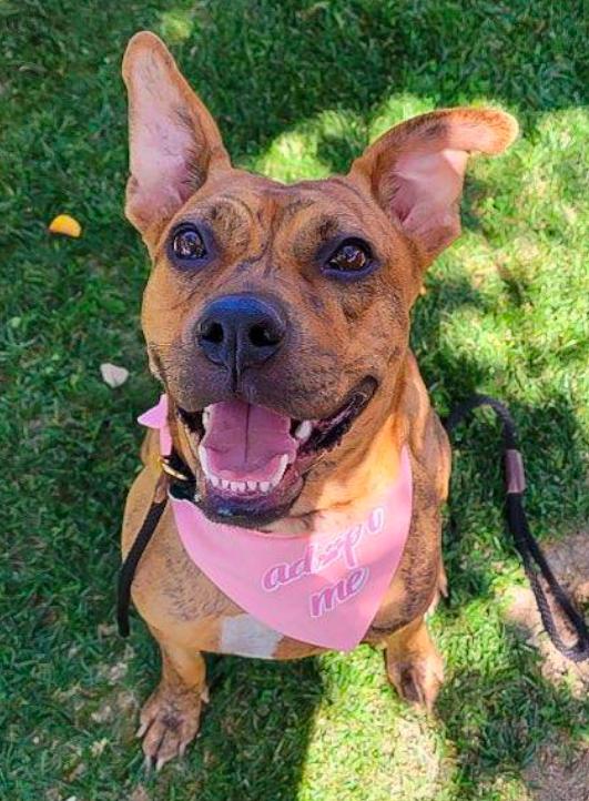 Enlarge Avia~ dainty cuddle bug, a Adoptable mixed breed in Wilsonville, OR image 3/4